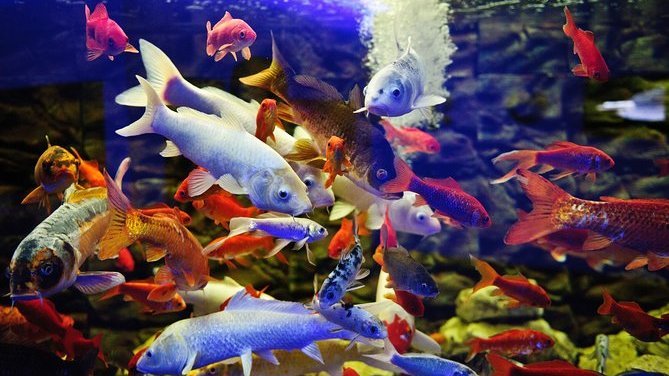 Ocean Aquarium